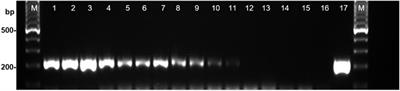 Detection and Quantification of Stagonosporopsis cucurbitacearum in Seeds of Cucurbita maxima Using Droplet Digital Polymerase Chain Reaction